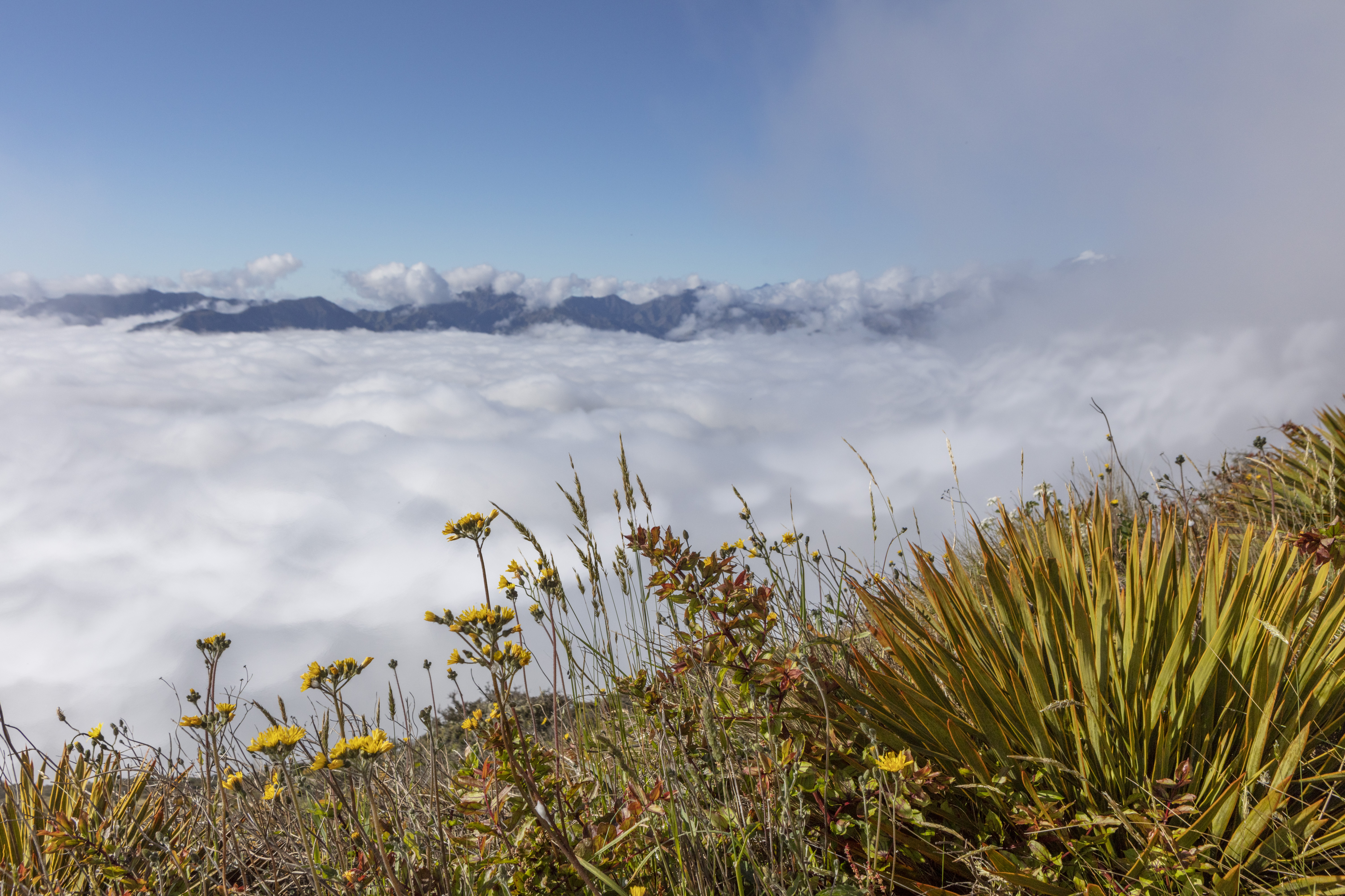 Black Birch Cloud Inversion.jpg